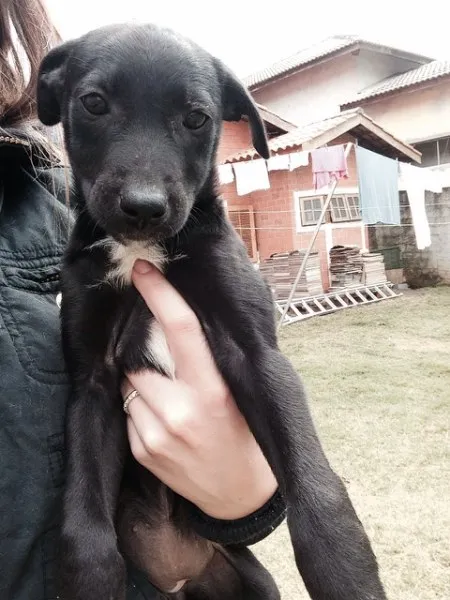 Cachorro ra a SRD idade 2 a 6 meses nome Pitchu