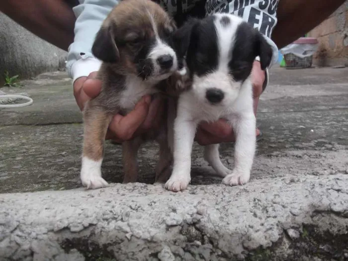 Cachorro ra a SRD idade Abaixo de 2 meses nome Bebezinha 
