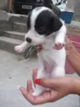 Bebezinha 