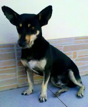Cachorro raça Pinscher Híbrido idade 5 anos nome Chikinho