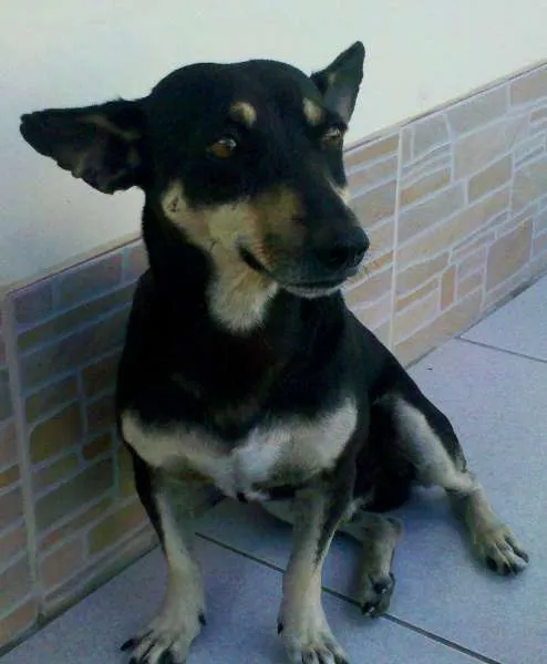 Cachorro raça Pinscher Híbrido idade 5 anos nome Chikinho