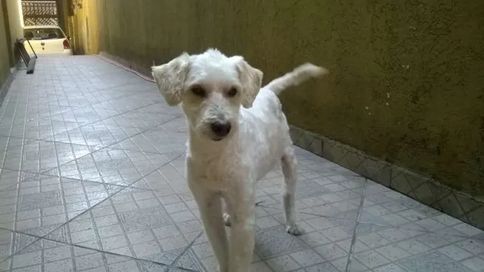 Cachorro ra a SRD idade 6 ou mais anos nome CASCÃO