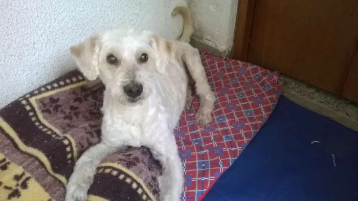 Cachorro ra a SRD idade 6 ou mais anos nome CASCÃO