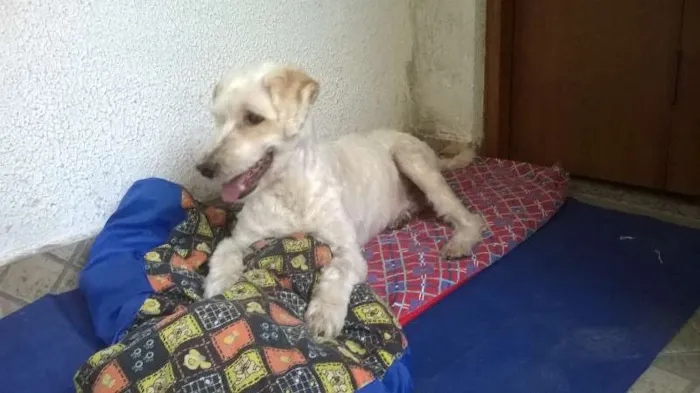 Cachorro ra a SRD idade 6 ou mais anos nome CASCÃO