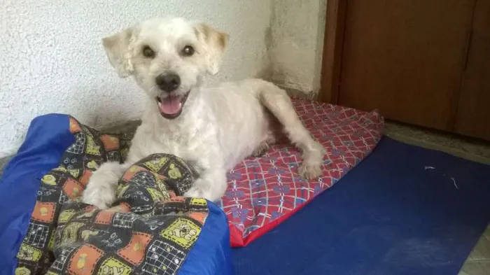 Cachorro ra a SRD idade 6 ou mais anos nome CASCÃO