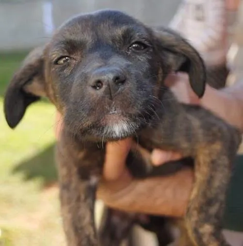 Cachorro ra a SRD idade 2 a 6 meses nome Bricda
