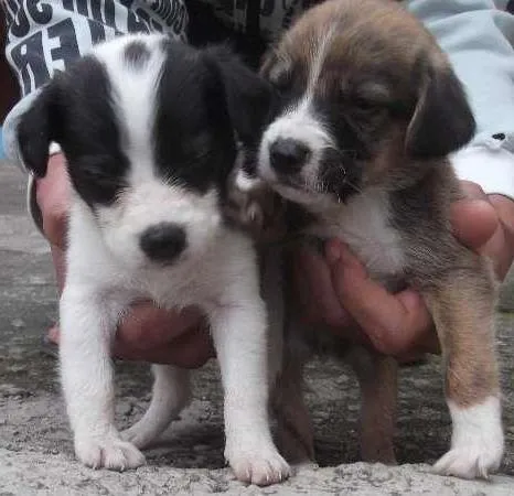 Cachorro ra a SRD idade Abaixo de 2 meses nome Bebezinha 