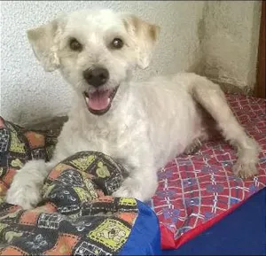 Cachorro raça SRD idade 6 ou mais anos nome CASCÃO