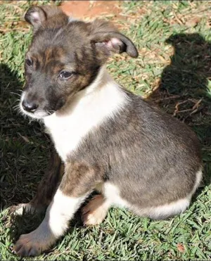 Cachorro raça SRD idade 2 a 6 meses nome Bia