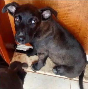 Cachorro raça SRD idade 2 a 6 meses nome Coca