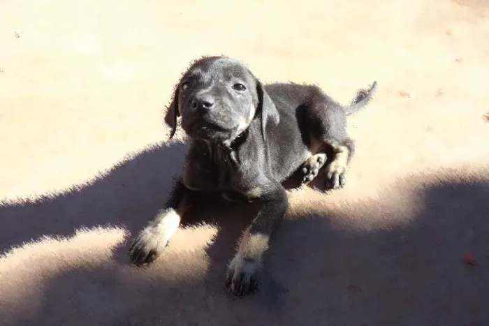 Cachorro ra a viralata idade Abaixo de 2 meses nome sexta feira