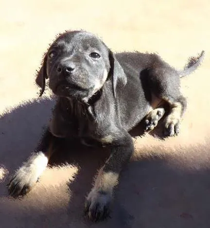 Cachorro ra a viralata idade Abaixo de 2 meses nome sexta feira