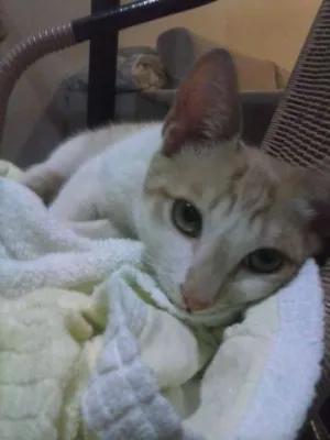 Gato raça Não específica  idade 2 a 6 meses nome Caco