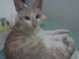 Caco