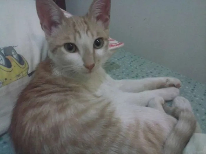 Gato ra a Não específica  idade 2 a 6 meses nome Caco