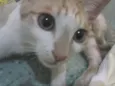 Caco