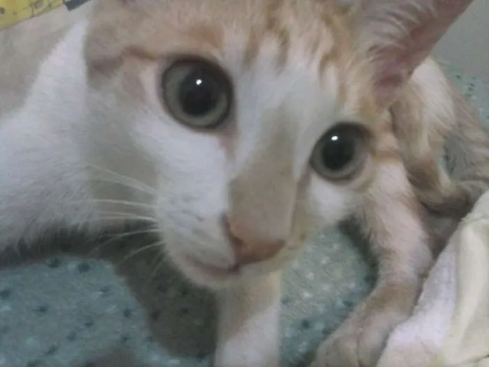Gato ra a Não específica  idade 2 a 6 meses nome Caco