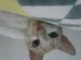 Caco