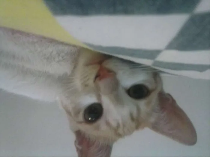 Gato ra a Não específica  idade 2 a 6 meses nome Caco