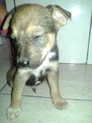 Cachorro raça  idade Abaixo de 2 meses nome SEM NOME