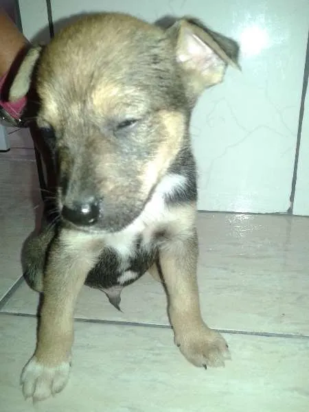Cachorro ra a  idade Abaixo de 2 meses nome SEM NOME