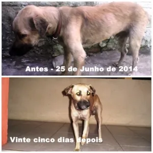 Cachorro raça SRD idade 4 anos nome Bob