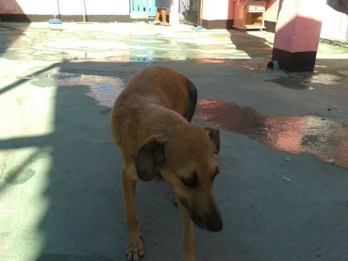 Cachorro ra a  idade Abaixo de 2 meses nome SEM NOME
