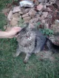 Lindo gatinho