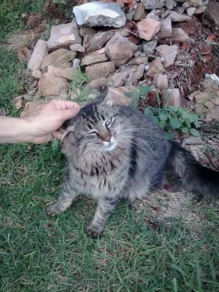Gato ra a SRD idade  nome Lindo gatinho