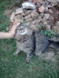 Lindo gatinho