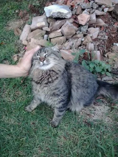 Gato ra a SRD idade  nome Lindo gatinho