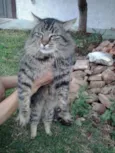 Lindo gatinho