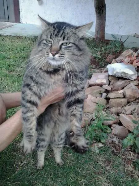Gato ra a SRD idade  nome Lindo gatinho