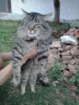 Lindo gatinho