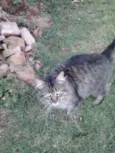 Lindo gatinho