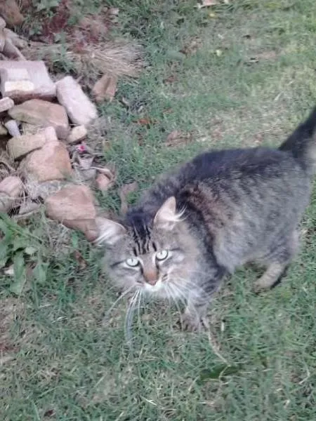 Gato ra a SRD idade  nome Lindo gatinho