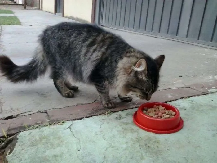 Gato ra a SRD idade  nome Lindo gatinho