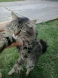 Lindo gatinho