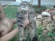 Lindo gatinho