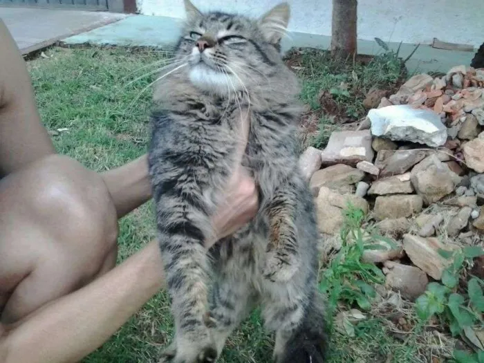 Gato ra a SRD idade  nome Lindo gatinho