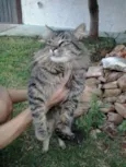 Lindo gatinho