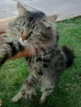 Lindo gatinho