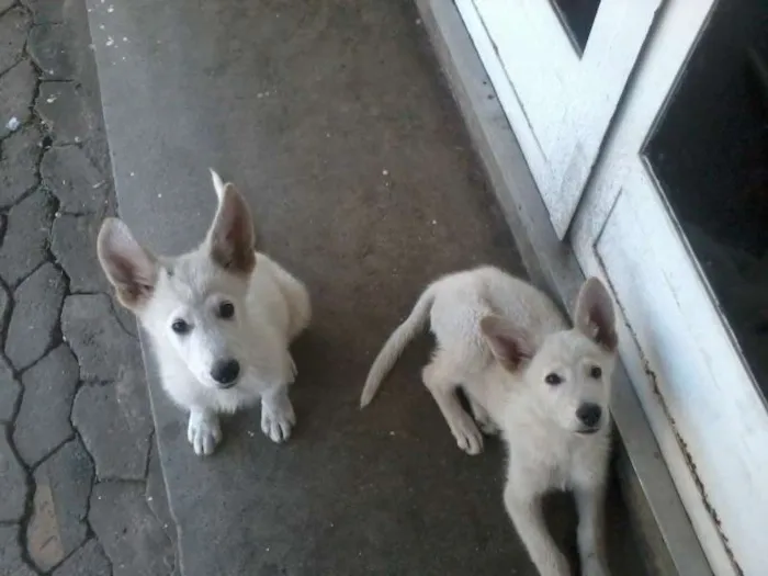 Cachorro ra a Pastor canadense idade 2 a 6 meses nome Rusck e Thor