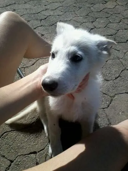 Cachorro ra a Pastor canadense idade 2 a 6 meses nome Rusck e Thor