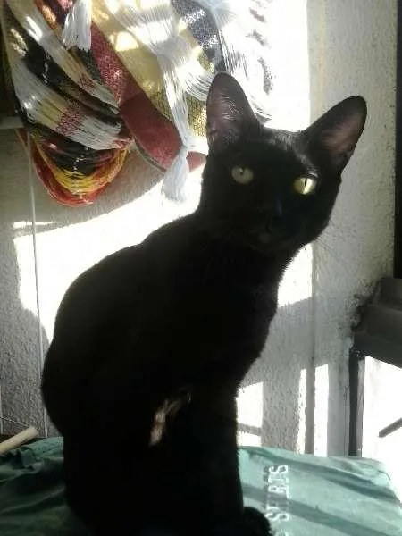 Gato ra a indefinida idade 2 anos nome Rick