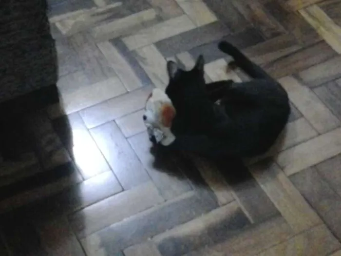 Gato ra a indefinida idade 2 anos nome Rick