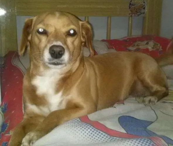 Cachorro ra a VIRA LATA idade 6 ou mais anos nome SKOL