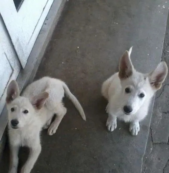 Cachorro ra a Pastor canadense idade 2 a 6 meses nome Rusck e Thor