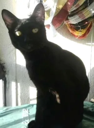 Gato raça indefinida idade 2 anos nome Rick
