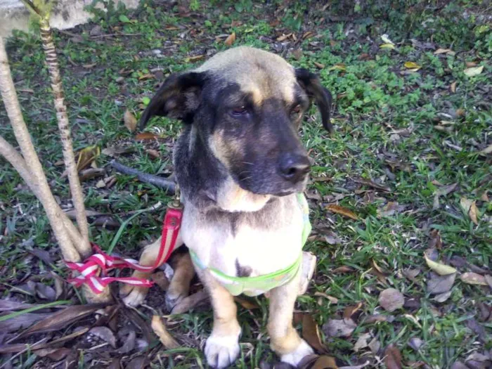 Cachorro ra a SRD idade  nome Boris